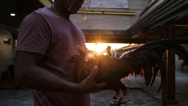 Live Cockfighting Betting Philippines: Streaming Arenas & Live Odds